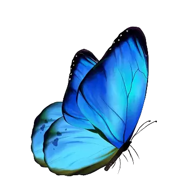 _Pngtree_butterfly_121554-removebg-preview